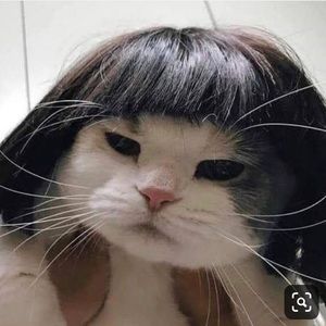 Meet your Posher, Daphny